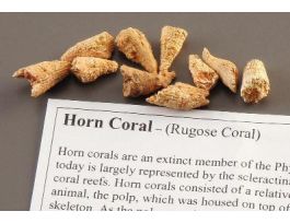 HORN CORAL FOSSIL STUDY PACK/10