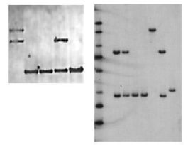 BUFFER 20X SSPE ACCUGENE R.T.U 1L