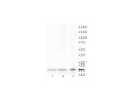 HISTONE H3 K79-ME1 ANTIBODY 50 UG