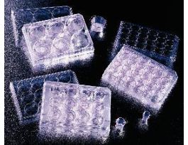 CELL CULTURE INSERT 6WELL CS48.