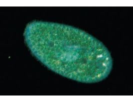 LIVE PARAMECIUM BURSARIA 30 STUDENTS