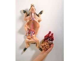 MODEL FETAL PIG DISS. 5CMX 8CMX 3.5CM