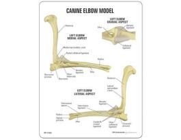MODEL CANINE ELBOW