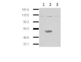 IDO2 ANTIBODY 25UL