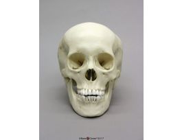 MODEL SKULL ADOLESCENT