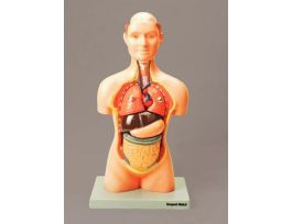 MODEL HUMAN YOUTH TORSO