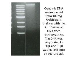 DNA GNMC FROM PLANT TISSUE XIT F/25G