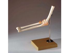 MODEL ELBOW