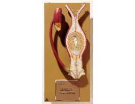 MODEL ANGIOSPERM FERTILIZATION -SP