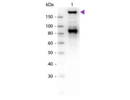 A2M ANTIBODY 25UL