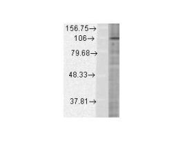 HIF1 ALPHA ANTIBODY 100UG
