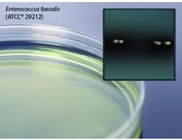 MEDIUM BILE ESCULIN AGAR PLATED PK10