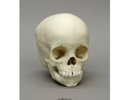 MODEL SKULL CHILD 2 YR OLD