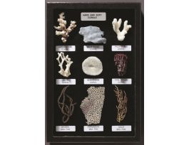 HARD AND SOFT CORALS RIKER MOUNT