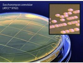 MEDIUM MALT EXTRACT AGAR CONT PLT PK10