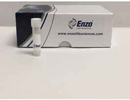 20S PROTEASOME ETA5I MAB