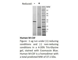 100-03-500UG HUMAN M-CSF