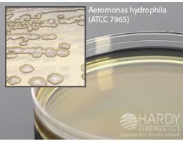 LB AGAR WITH AMPICILLIN 15 X 100MM PLATE