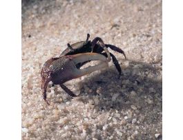FIDDLER CRAB PKG/12