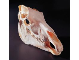 HORSE SKULL NATURAL BONE