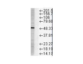 FKBP51 ANTIBODY 100UG