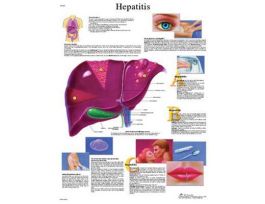 CHART HEPATITIS