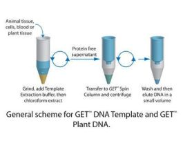 KIT DNA TEMPLATE F/SP-COL GET 100 PREP