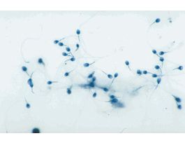 HUMAN SEROLOGY FORENSIC SLIDE SET