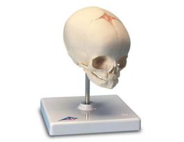 MODEL SKULL - FETAL W/STAND