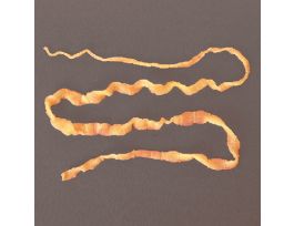 DIPYLIDIUM CANINUM PM VIAL/1