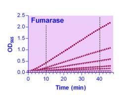 KIT FUMARASE ASY ENZYCHROM 0.4U/L 100TST