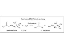 Butyrylcholinesterase from equine serumSuitable for manufacturing of diagnostic kits and reagents, >=900 units/mg protein 60KU
