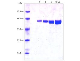 Luciferase from Photinus pyralis (firefly)recombinant, expressed in E. coli, lyophilized powder, >=2x1010 units/mg protein 2MG