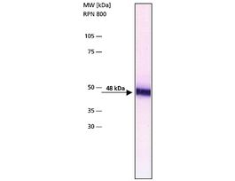 Monoclonal Anti-gamma-Tubulin antibody produced in mouseclone GTU-88, purified from hybridoma cell culture 100UL