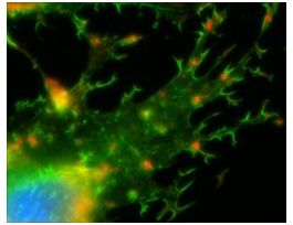 bisBenzimide H 33342 trihydrochloridefor fluorescence, >=97.0% (HPLC)