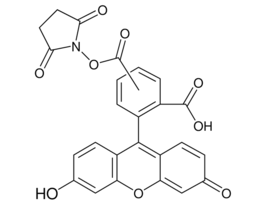 5(6)-Carboxyfluorescein N-hydroxysuccinimide esterBioReagent, suitable for fluorescence, mixture of isomers, >=80% (HPLC) 100MG