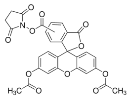 5(6)-Carboxyfluorescein diacetate N-succinimidyl esterBioReagent, suitable for fluorescence, >=90% (HPLC) 25MG
