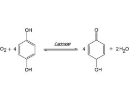Laccase from Trametes versicolorpowder, light brown, >=0.5 U/mg 10G