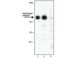 Anti-ATG5 (C-terminal) antibody produced in rabbit~1 mg/mL, affinity isolated antibody