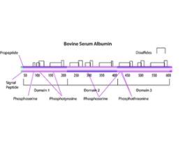 Albumin methylated from bovine serum 1G