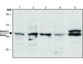 Monoclonal Anti-Aurora-A Kinase antibody produced in mouse~2 mg/mL, clone 35C1, purified immunoglobulin, PBS solution