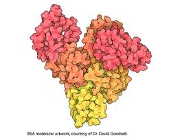 Bovine Serum Albuminlyophilized powder, essentially IgG-free, low endotoxin, BioReagent, suitable for cell culture 5G