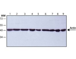 Anti-Actin antibody produced in rabbitaffinity isolated antibody, buffered aqueous solution .2ML