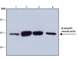 Monoclonal Anti-Actin, alpha-Smooth Muscle antibody produced in mouseclone 1A4, ascites fluid 100UL