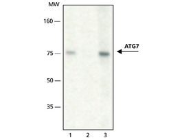 Anti-ATG7 antibody produced in rabbitaffinity isolated antibody, buffered aqueous solution