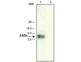 Anti-beta-Amyloid (22-35) antibody produced in rabbitaffinity isolated antibody, buffered aqueous solution