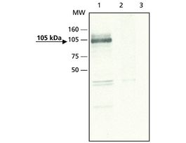 Anti-ApoER2 antibody produced in rabbitaffinity isolated antibody, buffered aqueous solution