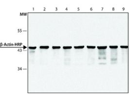 Monoclonal Anti-beta-Actin-Peroxidase antibody produced in mouseclone AC-15, purified from hybridoma cell culture