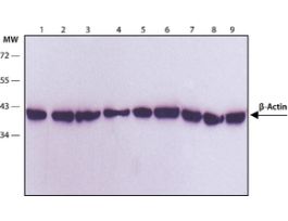 Monoclonal Anti-beta-Actin antibody produced in mouseclone AC-74, ascites fluid .2ML