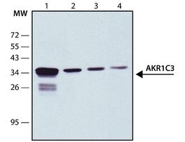 Monoclonal Anti-AKR1C3 antibody produced in mouseclone NP6.G6.A6, purified immunoglobulin, buffered aqueous solution
